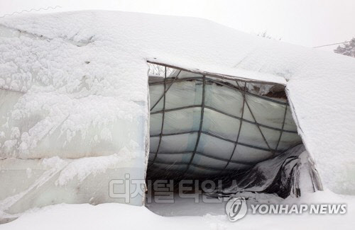 지난 3월 내린 폭설로 강릉시 왕산면의 비닐하우스가 붕괴해 있다. <연합뉴스>